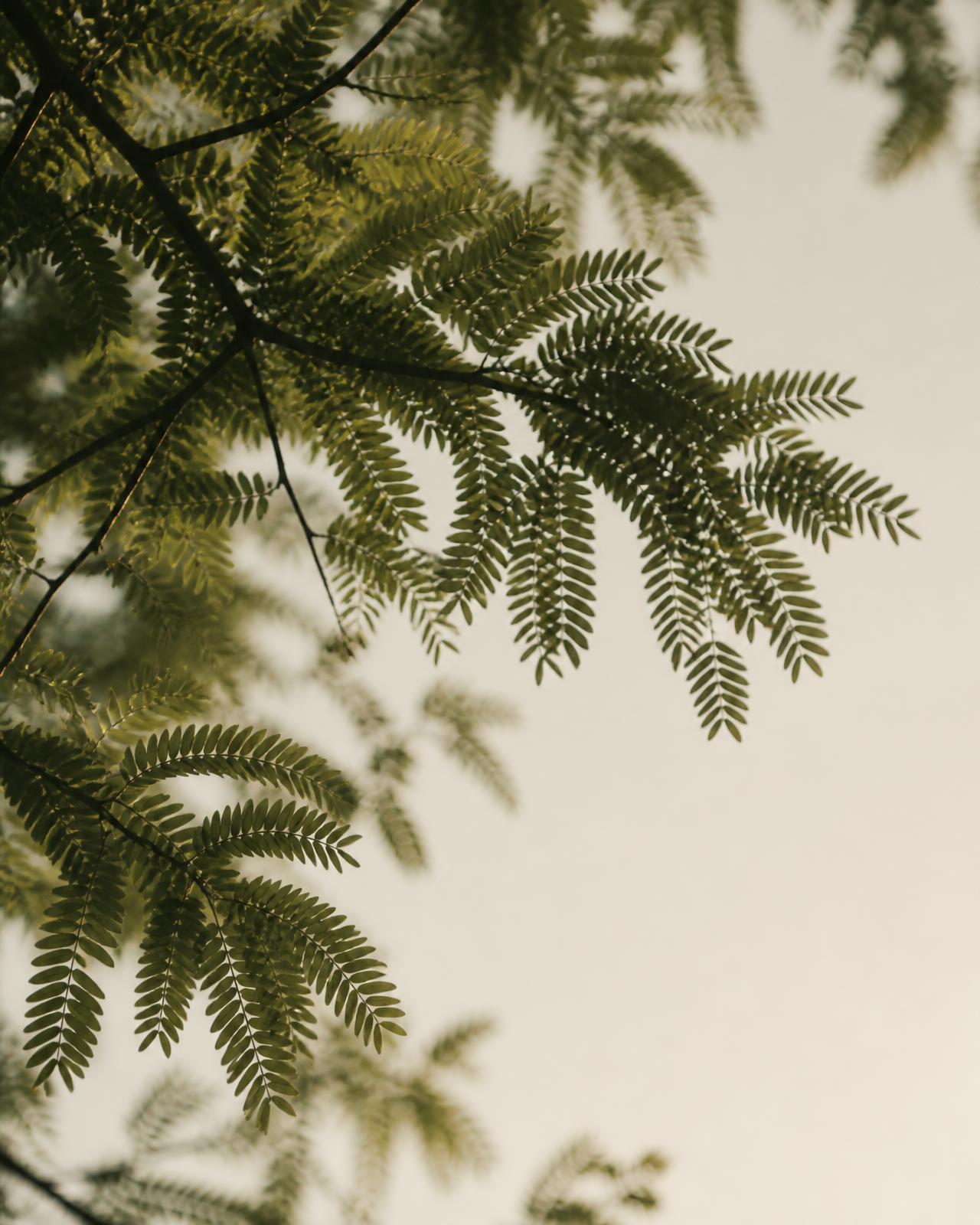 Sunlight filtering through the fine leaves of a honeylocust canopy